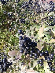 black berries in the park