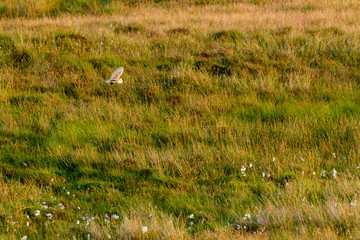 Flying Wild Barn Owl hunting at sunset time in nice light in the natural habitat in Yorkshire...