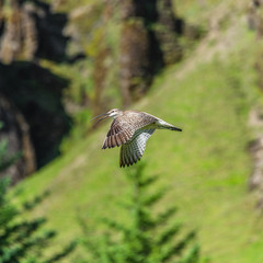 Beautiful Icelandic bird called Eurasian Curlew (Numenius arquata) with long curved beak, Iceland, summer time