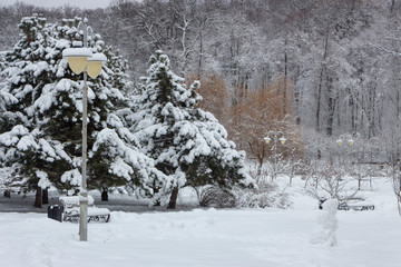 winter park with snow-covered plants on a cloudy day