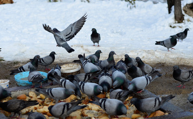 pigeons eating waste breads