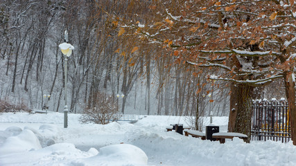 winter park with snow-covered plants on a cloudy day