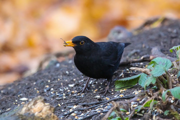 blackbird