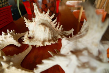 big shell in the hand