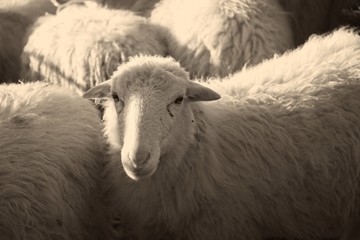 Cute sheep in the flock