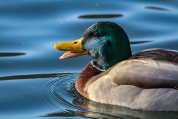 mallard duck