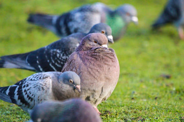 pigeons