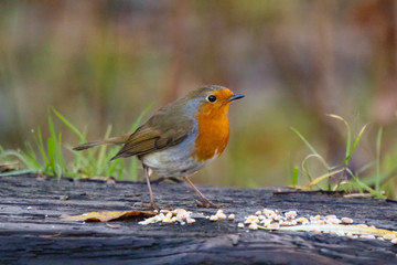 robin