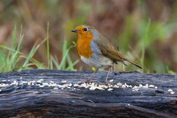 robin