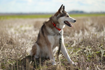 siberian laika hunting