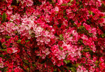 Obraz premium Tree Blossoms and Flowers