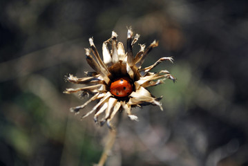 Silybum marianum (cardus marianus, milk thistle, blessed milkthistle, Marian thistle, Mary thistle or Scotch thistle) dry flower close up macro detail with red ladybug inside dry bud,, top view © ArtoPhotoDesigno