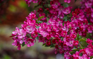 Tree Blossoms and Flowers