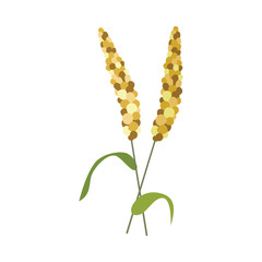 Ears of millet on stem with green leaves in flat style - vector illustration of yellow and brown ripe cereal spikes isolated on white background. Grain plant for fodder or human food.