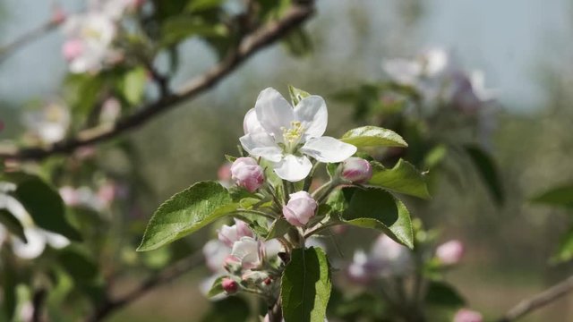 Flowering Branch Of Fruit Tree. Close-up.