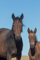 Obraz premium Wild Horse Mare and Her Foal