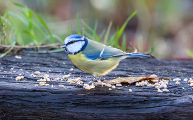 bluetit