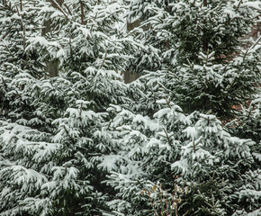 Snowy Evergreens