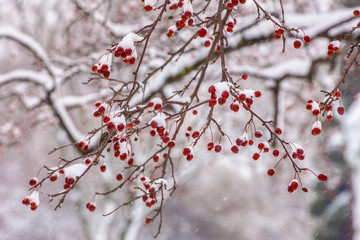 Red Winter Berries on Trees