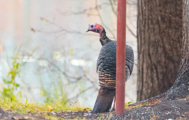 Eastern Wild Turkey (Meleagris gallopavo silvestris) hen in a wooded yard.