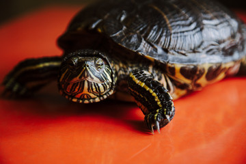 Obraz premium turtle on the red table