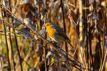 robin