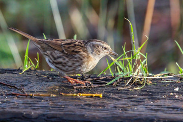 dunnock