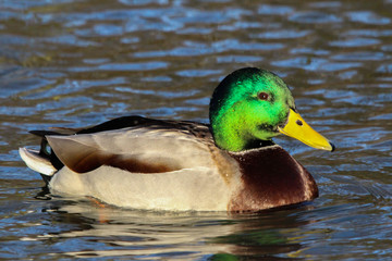 mallard duck