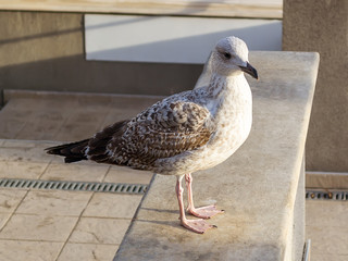 Young gray sea gull on a stone parapet in a city. Gulls of this species will change their motley plumage for a white one after first four years of life