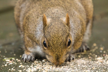 grey squirrel