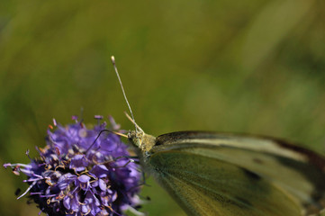 Schmettlinge Deutschlands - Kohlweißling