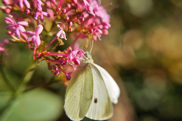 Schmettlinge Deutschlands - Kohlweißling