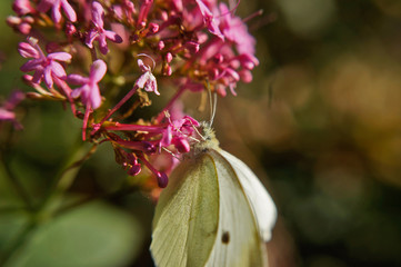 Schmettlinge Deutschlands - Kohlweißling