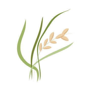 Ear of ripe rice grains on stem with green leaves in flat style - vector illustration of cereal plant isolated on white background. Raw natural organic healthy dietary product.