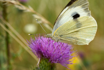 Schmettlinge Deutschlands - Kohlweißling
