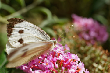 Schmettlinge Deutschlands - Kohlweißling