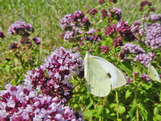 Schmettlinge Deutschlands - Kohlweißling
