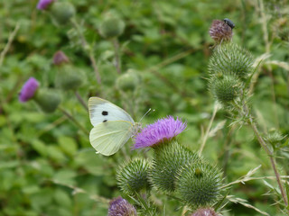 Schmettlinge Deutschlands - Kohlweißling