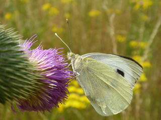 Schmettlinge Deutschlands - Kohlwei&szlig;ling