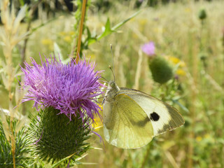 Schmettlinge Deutschlands - Kohlweißling