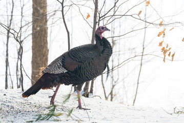 Eastern Wild Turkey (Meleagris gallopavo silvestris) hen in a wooded yard.