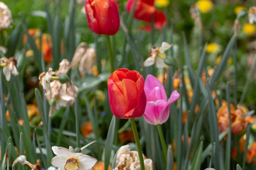 Rote Tulpen im Rosengarten München