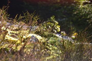 2015-03 Schwarzwald