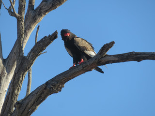 Bateleur eagle perched on branch facing camera