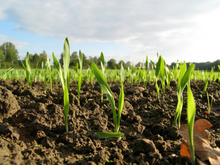 junge Weizenpflanzen im Frühling