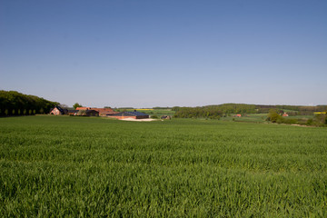 Fototapeta na wymiar Landschaft mit Getreidefeld