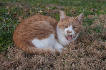 Orange and White Feral Tabby Cat Yawning