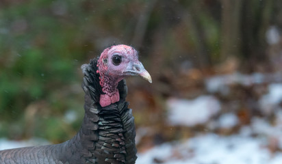 Eastern Wild Turkey (Meleagris gallopavo silvestris) hen in a autumn colored wooded yard pauses...