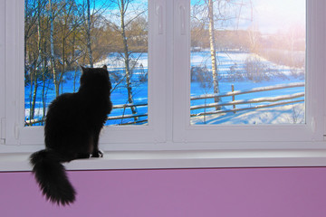 Black cat looking out window behind which snowy winter. Rural winter landscape