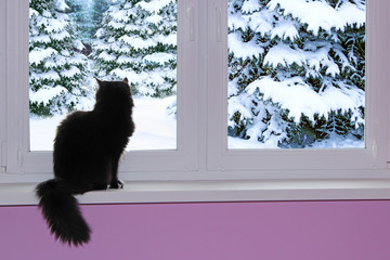 Black cat looking out window behind which snowy winter. Snow fell outside window